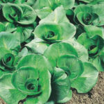Sikori ’Grumola Verde’