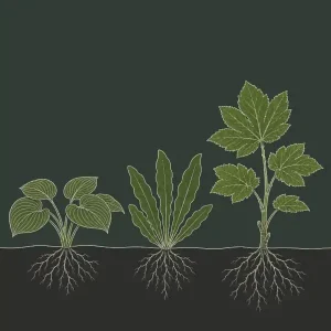 Andre planter