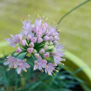 Prærieløk ’Pink Giant’
